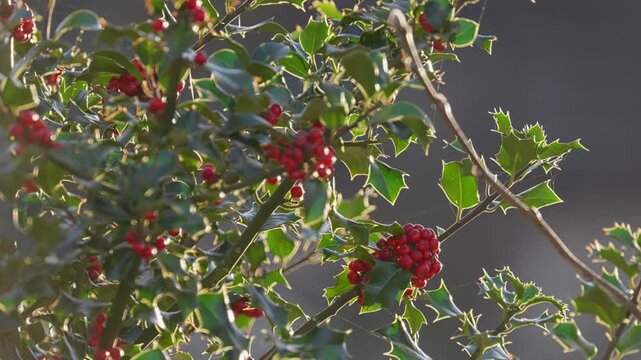 Bright red holly berries on a holly bush. Back lit by the winter sunlight shining through the lush green leaves. Christmas scene