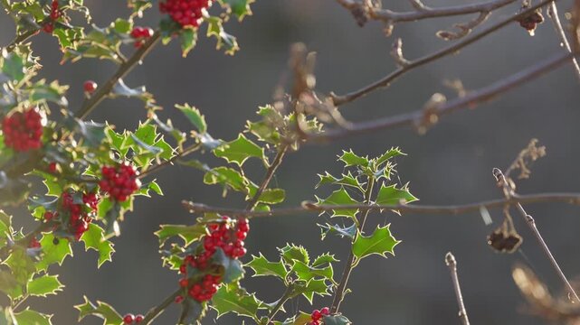 Bright red holly berries on a holly bush. Back lit by the winter sunlight shining through the lush green leaves. Christmas scene