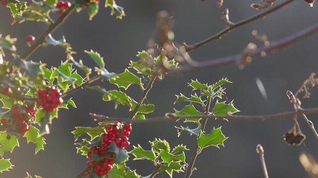 Bright red holly berries on a holly bush. Back lit by the winter sunlight shining through the lush green leaves. Christmas scene