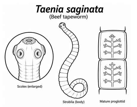 Taenia saginata (Beef tapeworm) anatomy with enlarged scolex, strobila and mature proglottid clean educational biology illustration