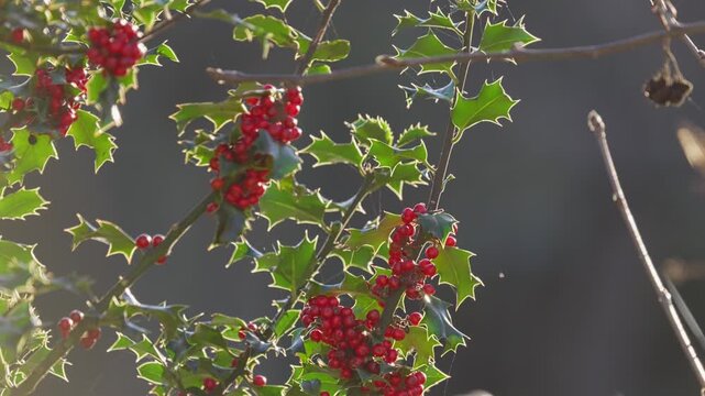 Bright red holly berries on a holly bush. Back lit by the winter sunlight shining through the lush green leaves. Christmas scene