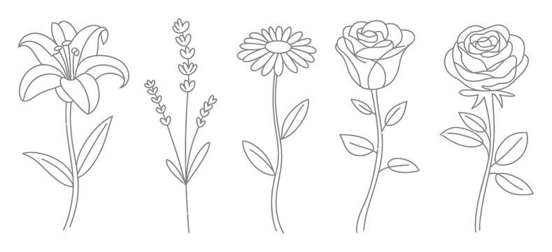 Conjunto de cinco dibujos lineales florales hechos a mano