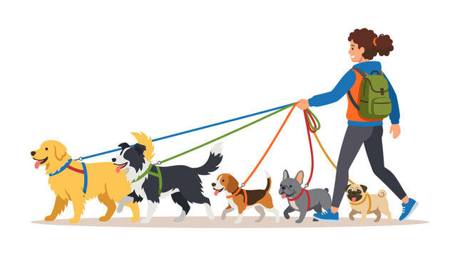 Dog Walker With Multiple Dogs On Leashes