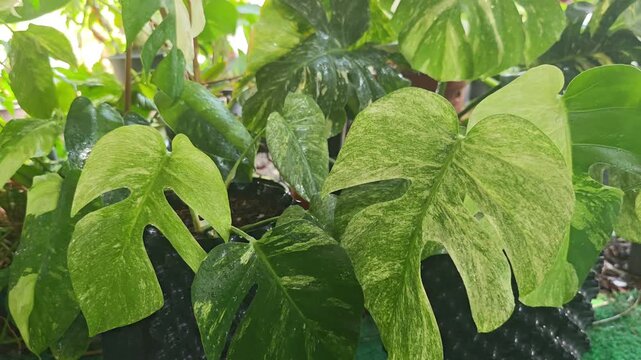 Video of wet rare variegated leaves with water drops gently swaying in the breeze inside a lush tropical botanical garden.