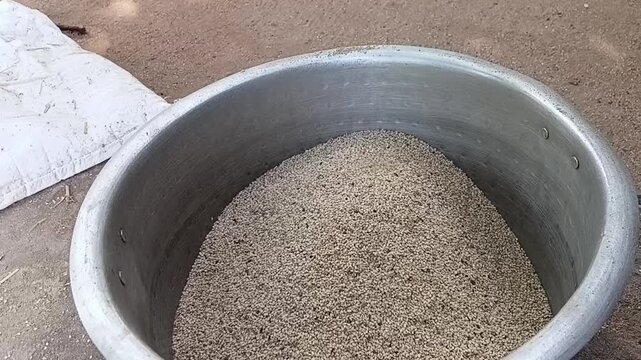 Close Up of Cleaned Sesame Seeds Falling into Metal Bowl during Traditional Wind Winnowing