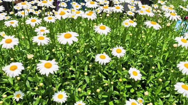 Rows of Daisy's filling a homes garden in the summer.