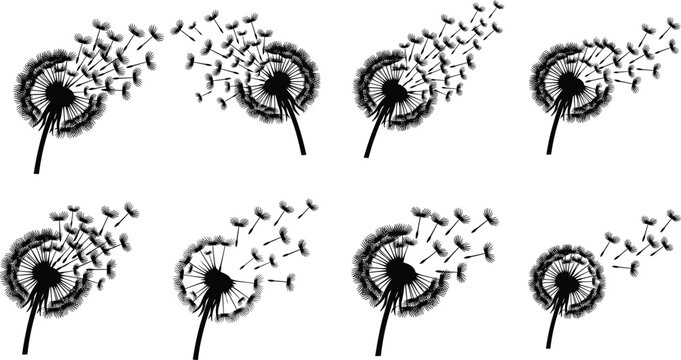 Dandelion silhouette icon set with blowing seeds flying in the wind isolated on a white background vector illustration