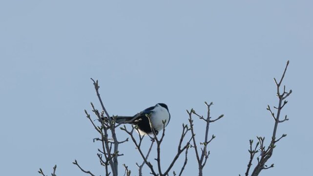 Single Magpie bird, sitting alone on a branch high up in a tree. Black and white bird