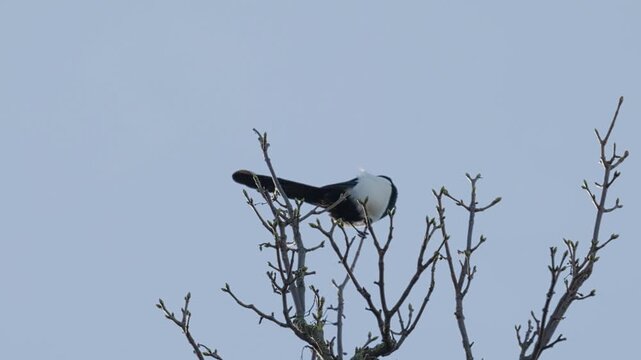 Single Magpie bird, sitting alone on a branch high up in a tree. Black and white bird