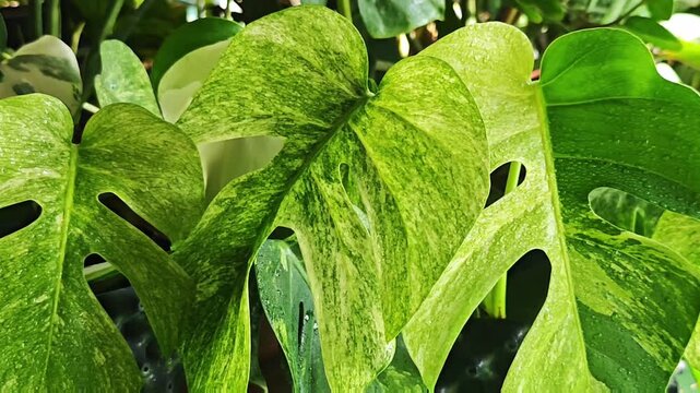 Panning right video of wet rare variegated leaves with water drops gently swaying in the breeze inside a tropical garden.