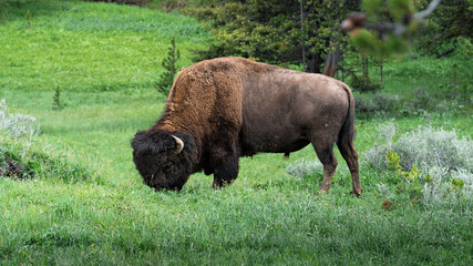 A bison grazes in a green field © Ryan