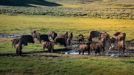 A herd of bison gather in the mud © Ryan