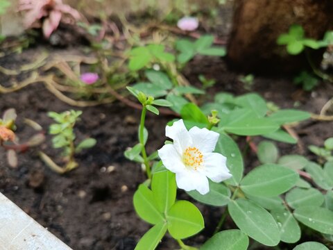 Portulaca flowers (often known as moss rose or sun plant) or perhaps their relative Carpenteria californica blooming amidst the foliage of legume plants (such as peanuts). Beautiful white flowers.