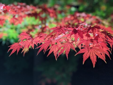 日本の秋を彩る光り輝く紅葉と素敵な風景　是非秋の日本を旅行してみてください