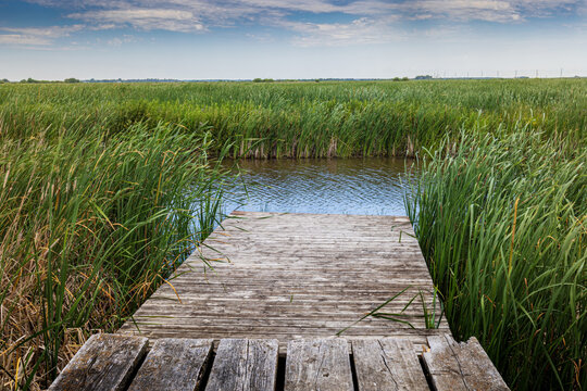 Wooden Dock Leading Into Marsh Wetland