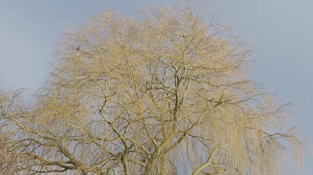 Beautiful weeping willow tree. Bathed in warm golden mid day sunlight. Grey sky and rainbow. Summer weather concept