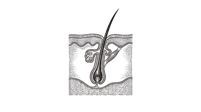 Anatomical cross section diagram of a human hair follicle and skin structure.