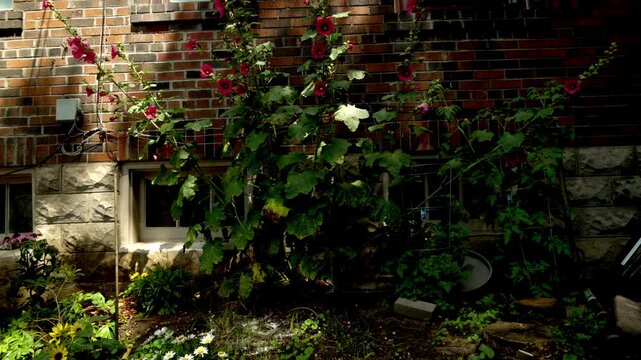 Pink and red hollyhocks climb a brick wall in a backyard garden corner with stone foundation and daisies below. Toronto, Canada.