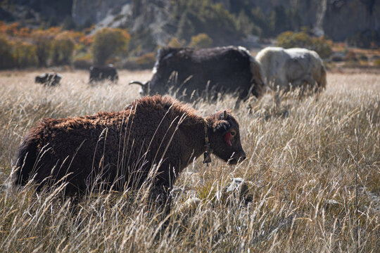 Cute little domestic yak calf standing in a field near Manang village at an altitude of 3519 meters, Annapurna Circuit, Nepal