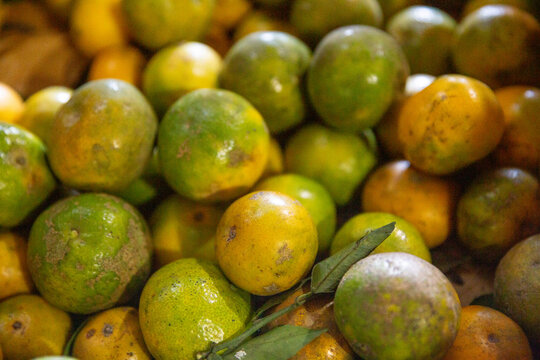 Fresh Indonesian Berastagi Oranges Displayed at a Traditional Market in Bali