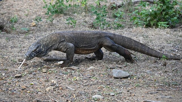 Komodo Dragon Walking on Dry Ground with Extended Tongue