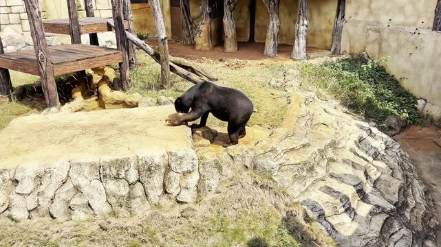 The honey bear or sun bear (Helarctos malayanus) belongs to the family Ursidae and is the smallest of the eight bear species in the world. Beruang madu. Indonesia. Provinsi Bengkulu. Balikpapan.