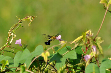Naklejka premium Clearwing Moth Feeding on Pink Morning Glory Flower with Soft Green Background