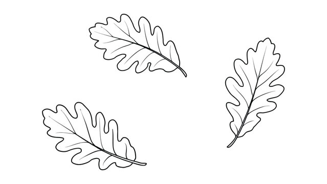 Set of three black and white line oak leaves with detailed veins and lobed edges, isolated on a clean white background, for autumn themes