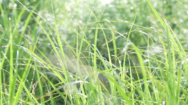初夏の早朝、草の葉に残る朝露が朝日に反射してきらめく幻想的な自然風景