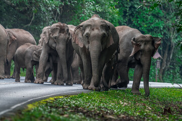 Fototapeta premium Its body is gray, its snout is called the trunk. The trunk of the Asian elephant has only one beak. Nakhon Ratchasima, Thailand.