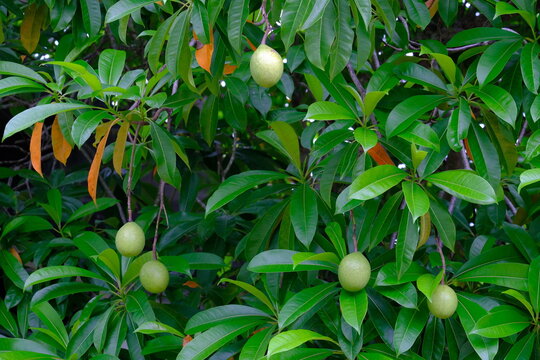 Green fruits of Cerbera odollam hanging on tree branches with lush green leaves.