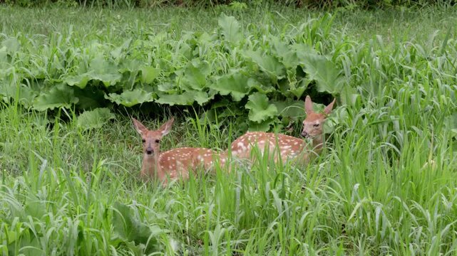 A tender and adorable portrait of a newborn baby deer (fawn) resting peacefully in the long grass of a spring forest. This close-up video highlights the innocence and fragile beauty of nature.