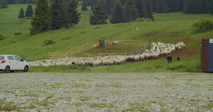 A shepherd and dog guide a large flock of sheep into a pen on a green mountain hillside, showcasing traditional farming and sustainable practices.