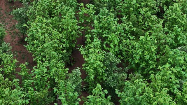 Drone flying forward above a dense teak plantation with vibrant green canopy. Great for forestry, ESG, sustainability, reforestation and conservation.