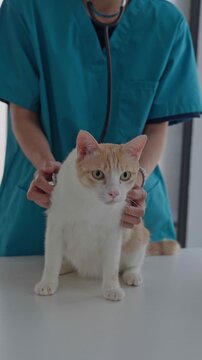 Veterinarian is examining the cat on table