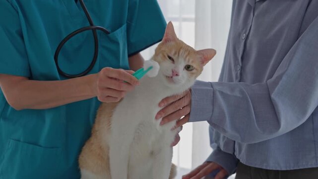 Veterinarian using cotton ball treat cat wound