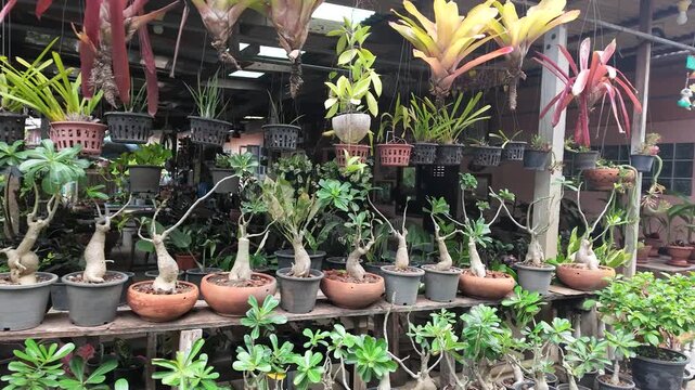 Tropical Plant Nursery with Adenium and Bromeliads on Koh Kret