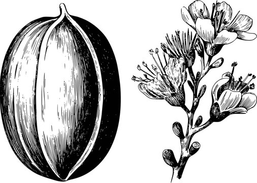 白い背景に種子さやと繊細な花を描いたヴィンテージボタニカルイラスト