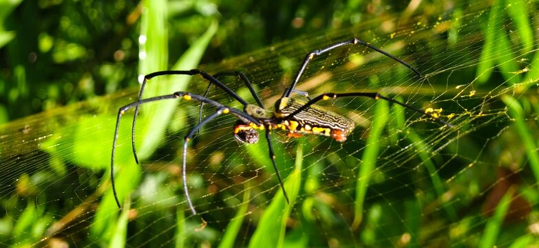 spider on the web