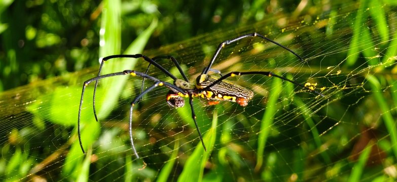 spider on the web