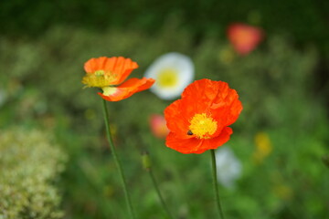 Fototapeta premium red poppy flower in field