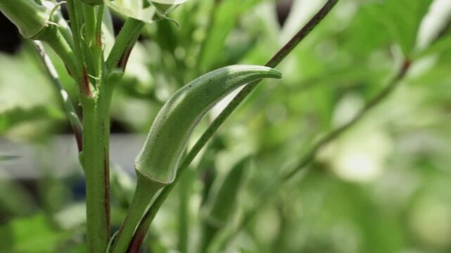 【4K24P】夏の陽射しを浴びて上を向くオクラ | 収穫前の不揃いな家庭的夏野菜 フィックス撮影
