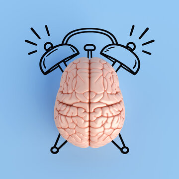 Mental Awakening, Cognitive Alertness, Morning Focus, Brain Activity And Productivity Concept. Human Brain Forms A Ringing Alarm Clock On Blue Background. 3d Rendering