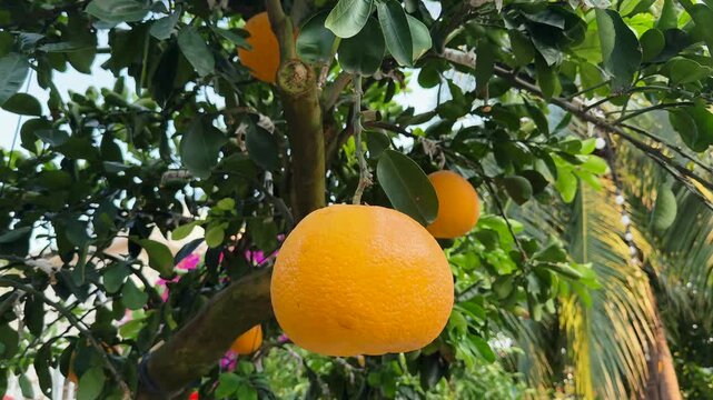 Close up of Fresh yellow pomelo fruit hanging on tropical tree. Vitamin C citrus health concept