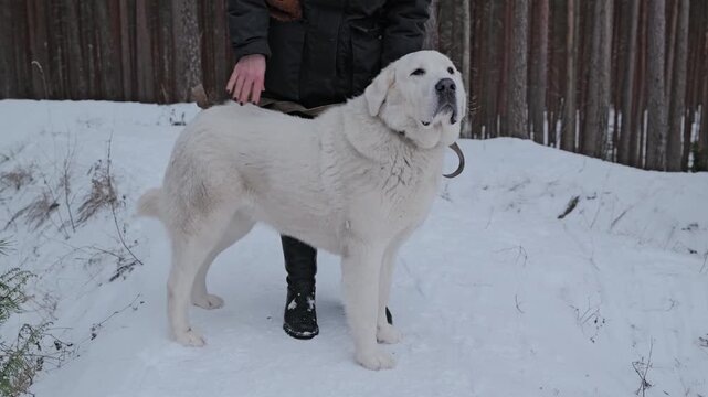 Slow motion captures an owner gently petting Central Asian Shepherd dog on leash