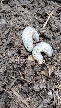 Close-up of white beetle grubs (scarab larvae) in organic compost soil. Detailed macro view of insect larvae living in decomposing organic matter, ideal for agriculture, entomology, pest control, soil