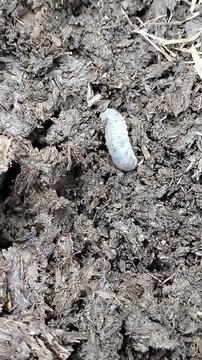 Close-up of white beetle grubs (scarab larvae) in organic compost soil. Detailed macro view of insect larvae living in decomposing organic matter, ideal for agriculture, entomology, pest control, soil