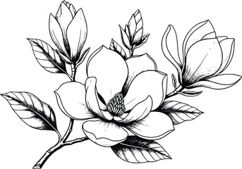 Hand-drawn magnolia flower branch in black and white © Vectory Icons