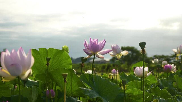 朝の光に照らされた蓮池の風景、咲き誇るピンクの蓮の花
