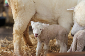 newborn lamb with mother sheep on farm © geargodz